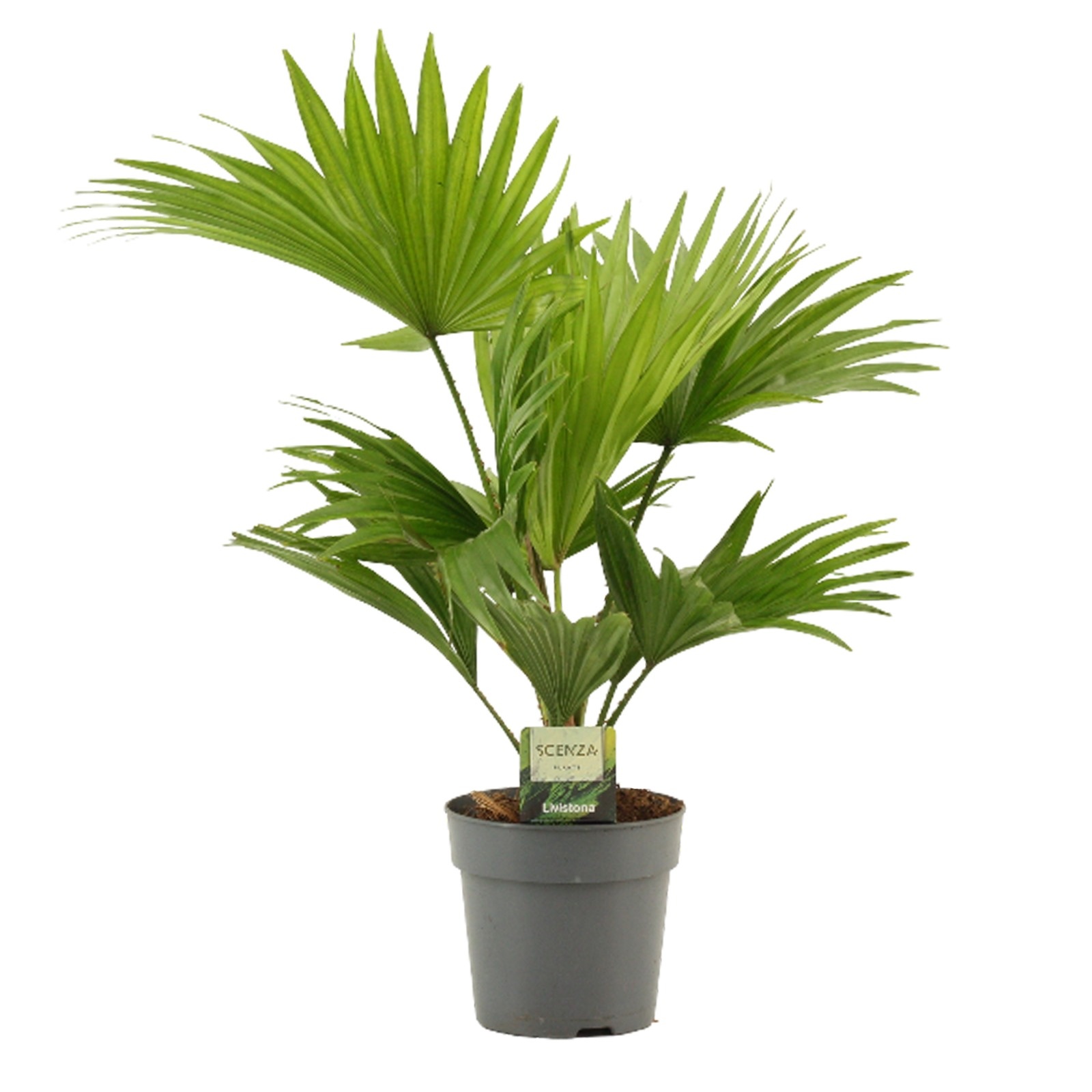 Livistona Rotundifolia 12 cm, D 12