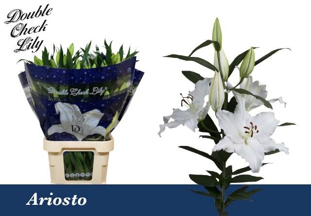 Лилия Ариосто 95, шт.