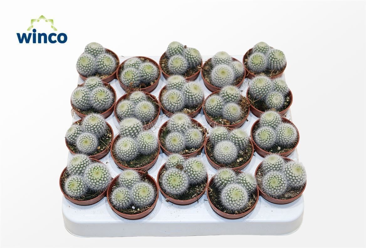 Notocactus Scopa (group), D 5,5 cm