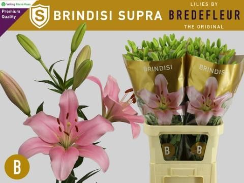 Лилия Бриндизи 85, шт.