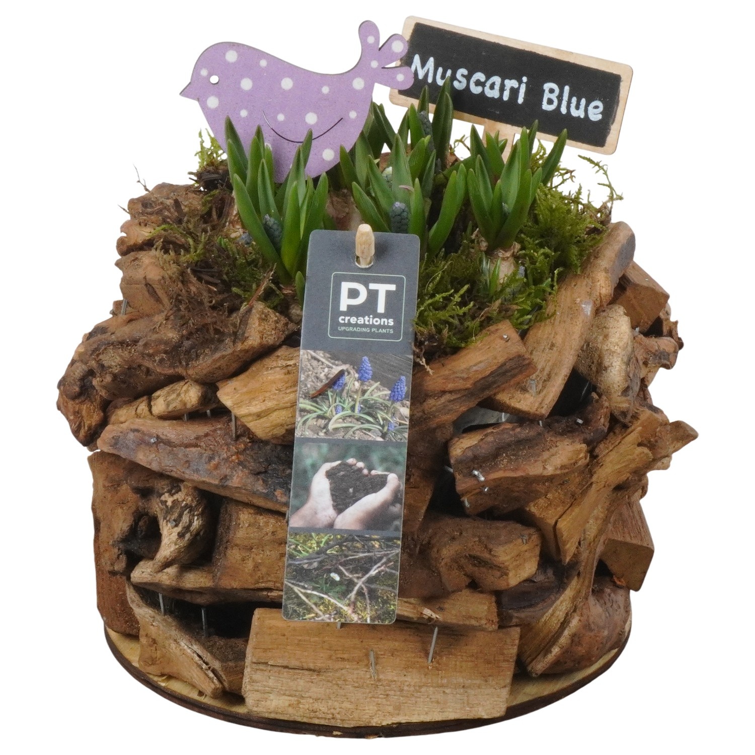 PTMB6276 Arrangement Muscari Blue in hout pot, D 17