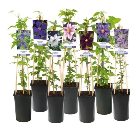 Mix CC Clematis +light label, D 17