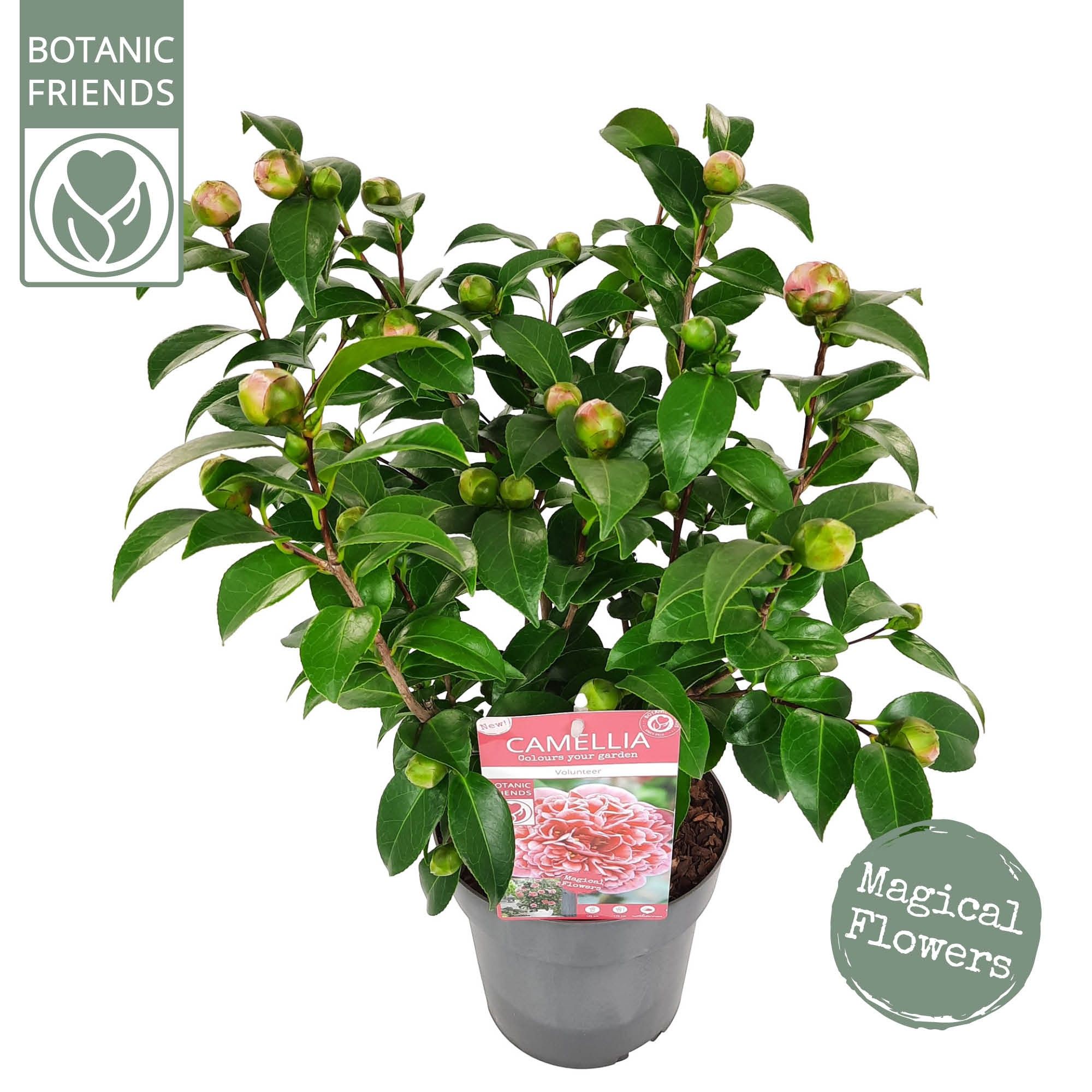 Camellia wil. 'Volunteer' ® Premium, D 19