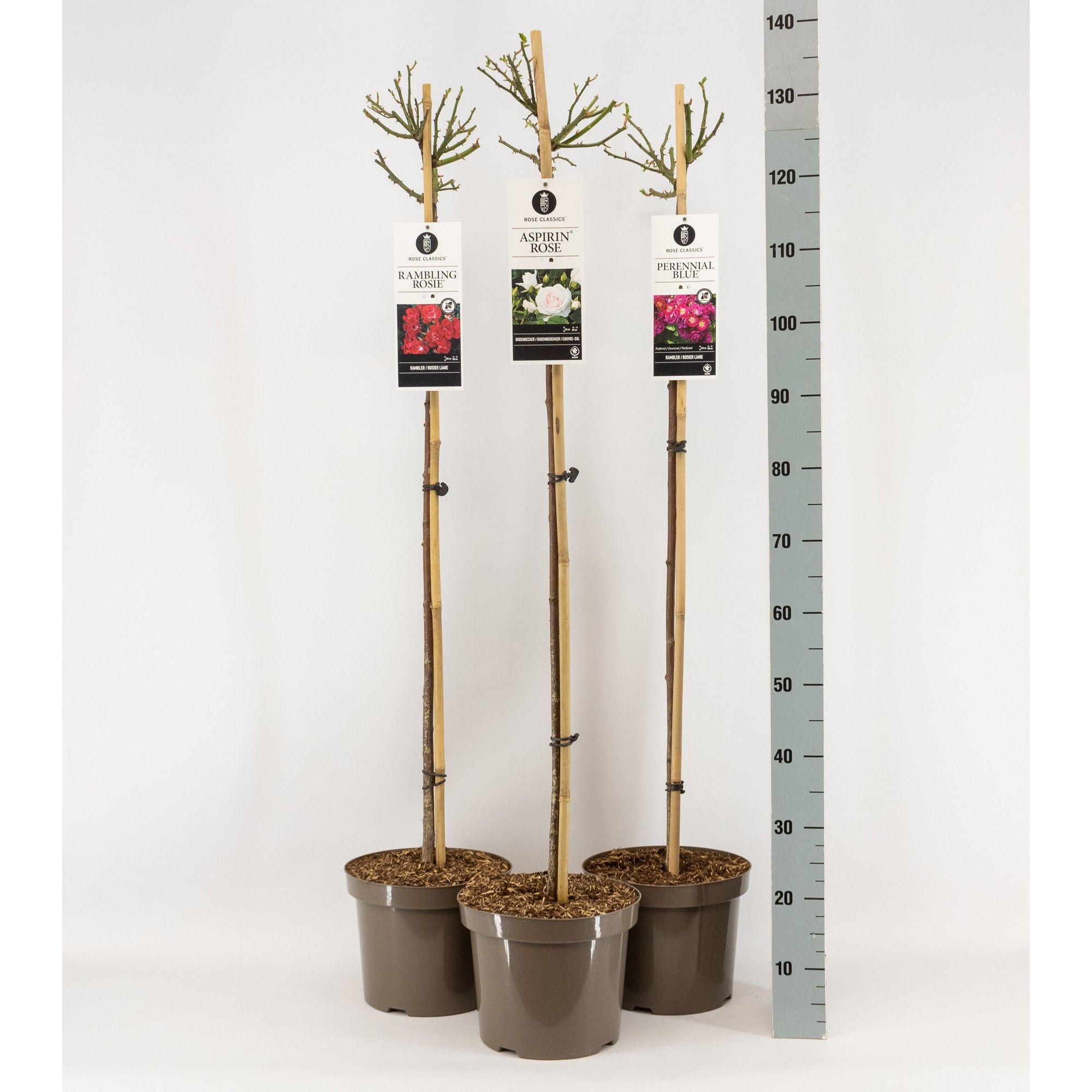 Rose Classics mix, treurstam 110, C7.5, D 26