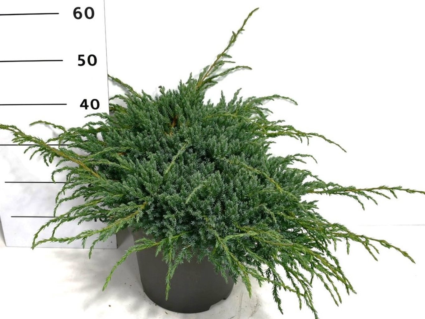 Juniperus squamata 'Blue Carpet', D 32