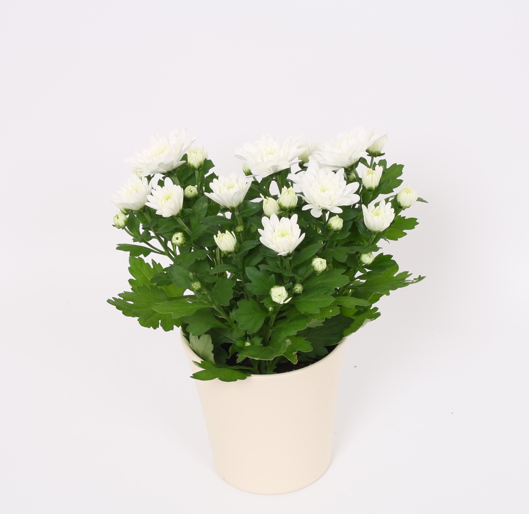 Chrysant Wit in Wit Keramiek, D 12