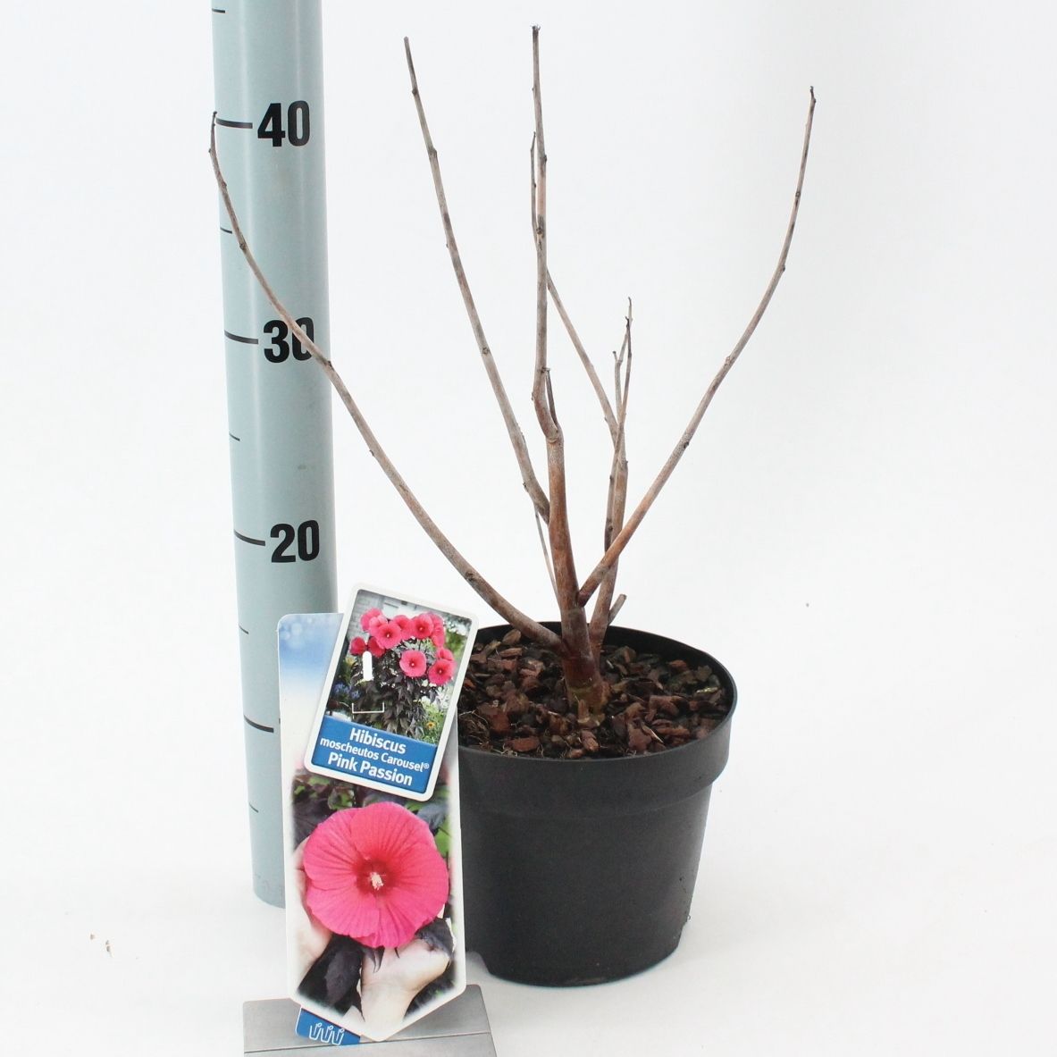 Hibiscus Carousel Pink Passion ('Tahi16'PBR), D 17