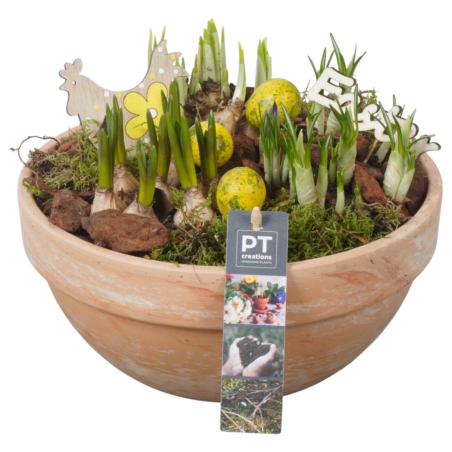 PTBMP5713 Arrangement Easter Bulbs Mix in terracotta schaal, D 23