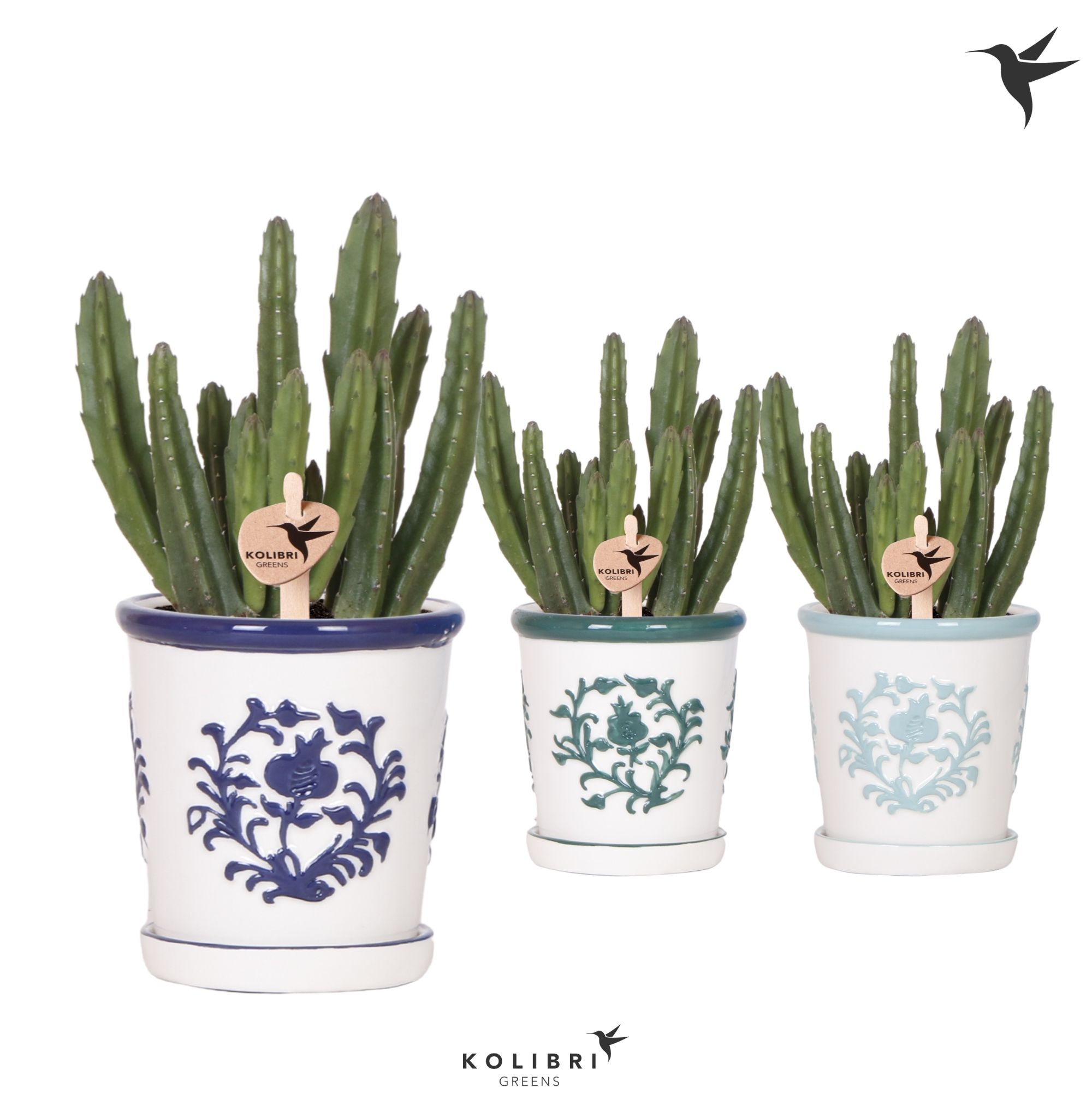 Kolibri Greens Stapelia Leendertziae in Malaga pot blue mix, D 9