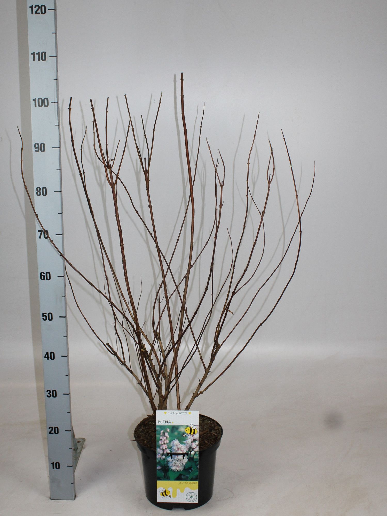 Deutzia scabra 'Plena', D 23