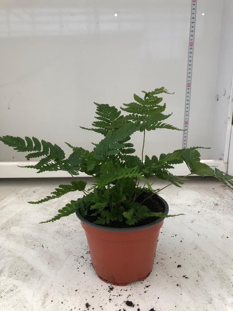 DRYOPTERIS ERYTHROSORA 'PROLIFICA', D 12