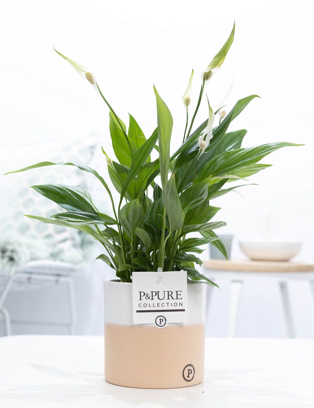 Spathiphyllum Korto in P&PURE Rosy ceramics, D 12