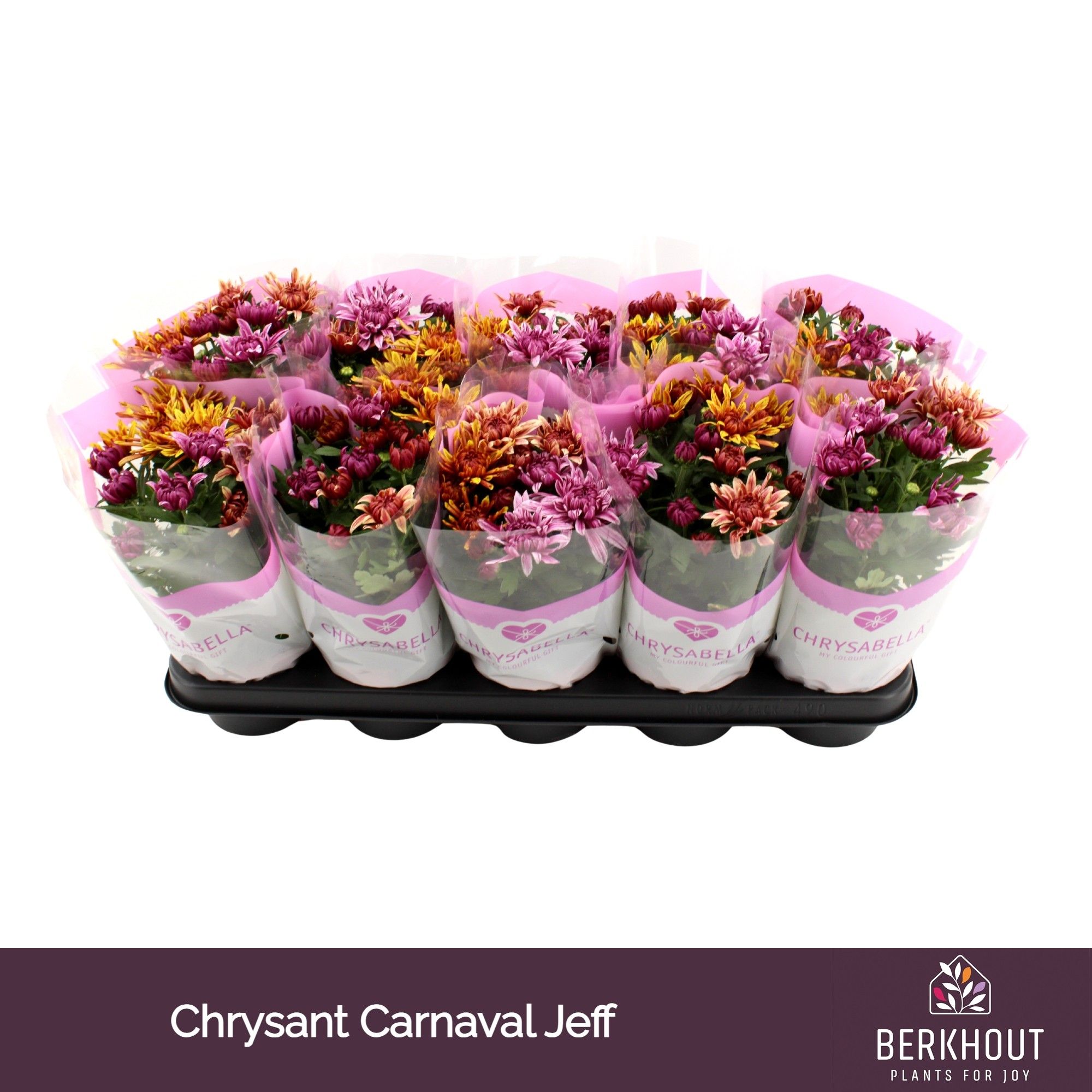 Chrysant Carnaval Artistic Jeff, D 12 cm