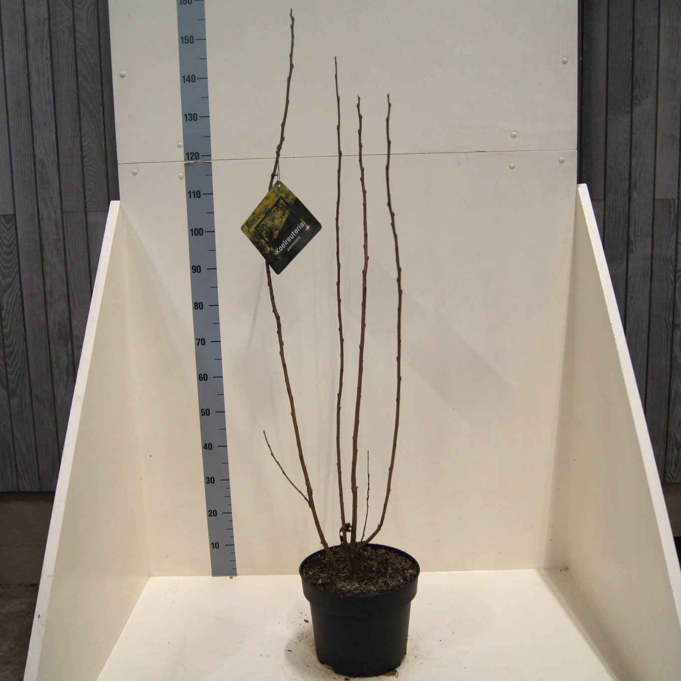 Koelreuteria paniculata, D 28