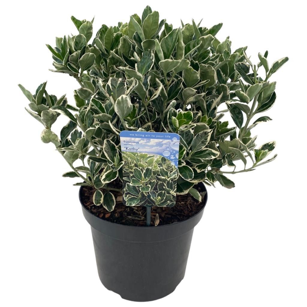 Euonymus jap. 'Kathy', D 26