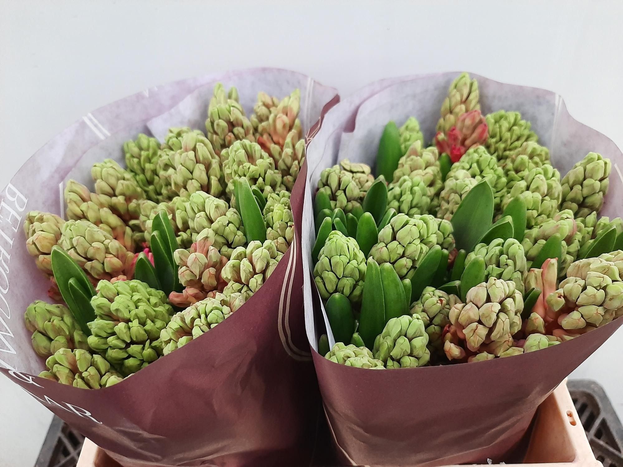 Гиацинт Ян Бос, шт.