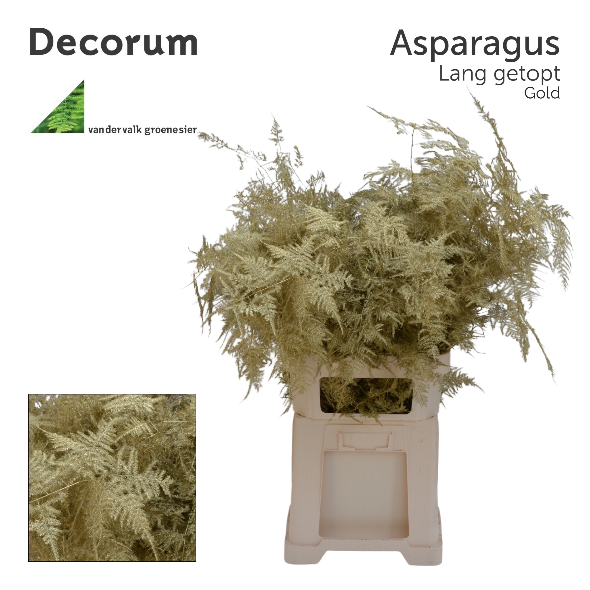 Аспарагус Овериг Крашеный (краш. ) 85, шт.