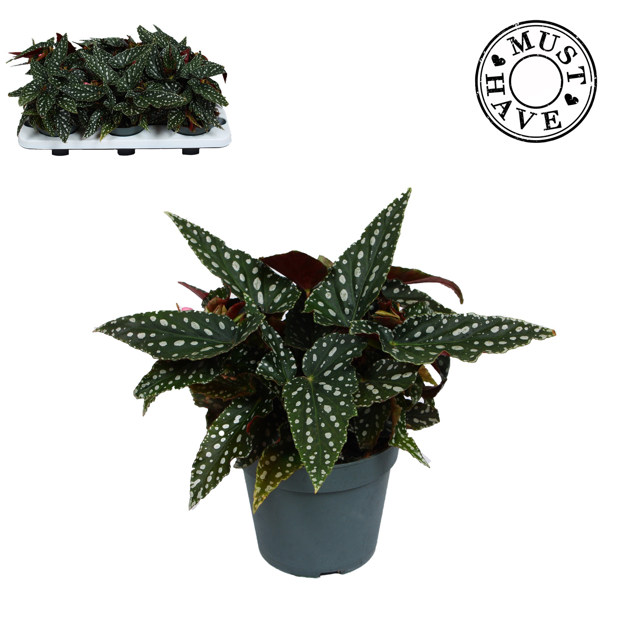 Maculata "Spotlight Green" MUST HAVE, D 14