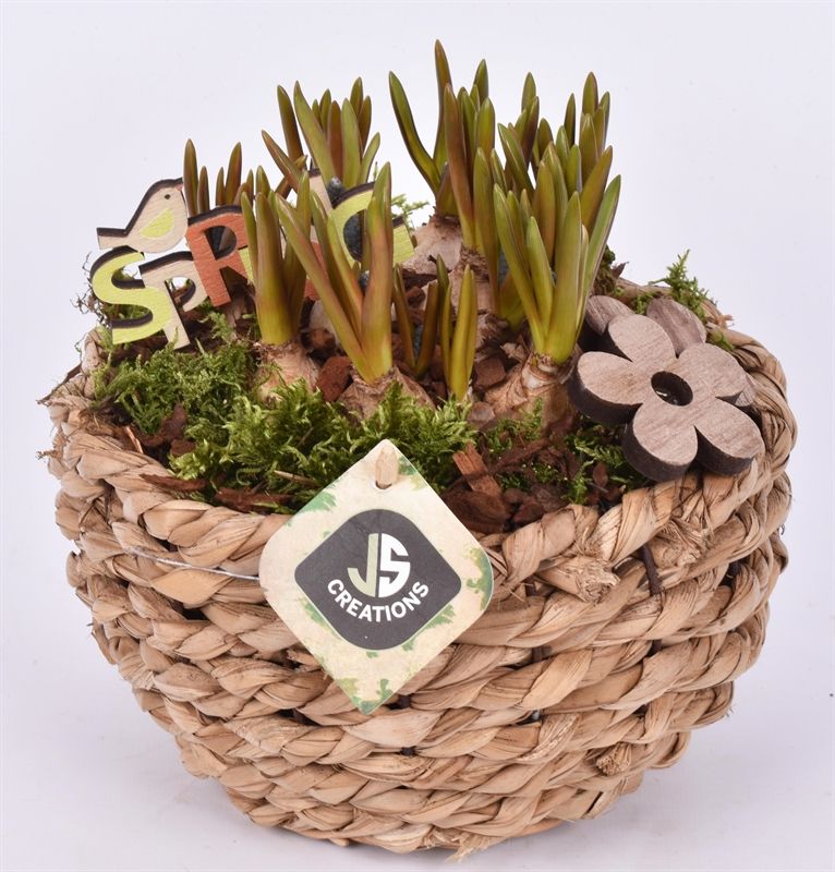 Mais mand 18cm, D 18