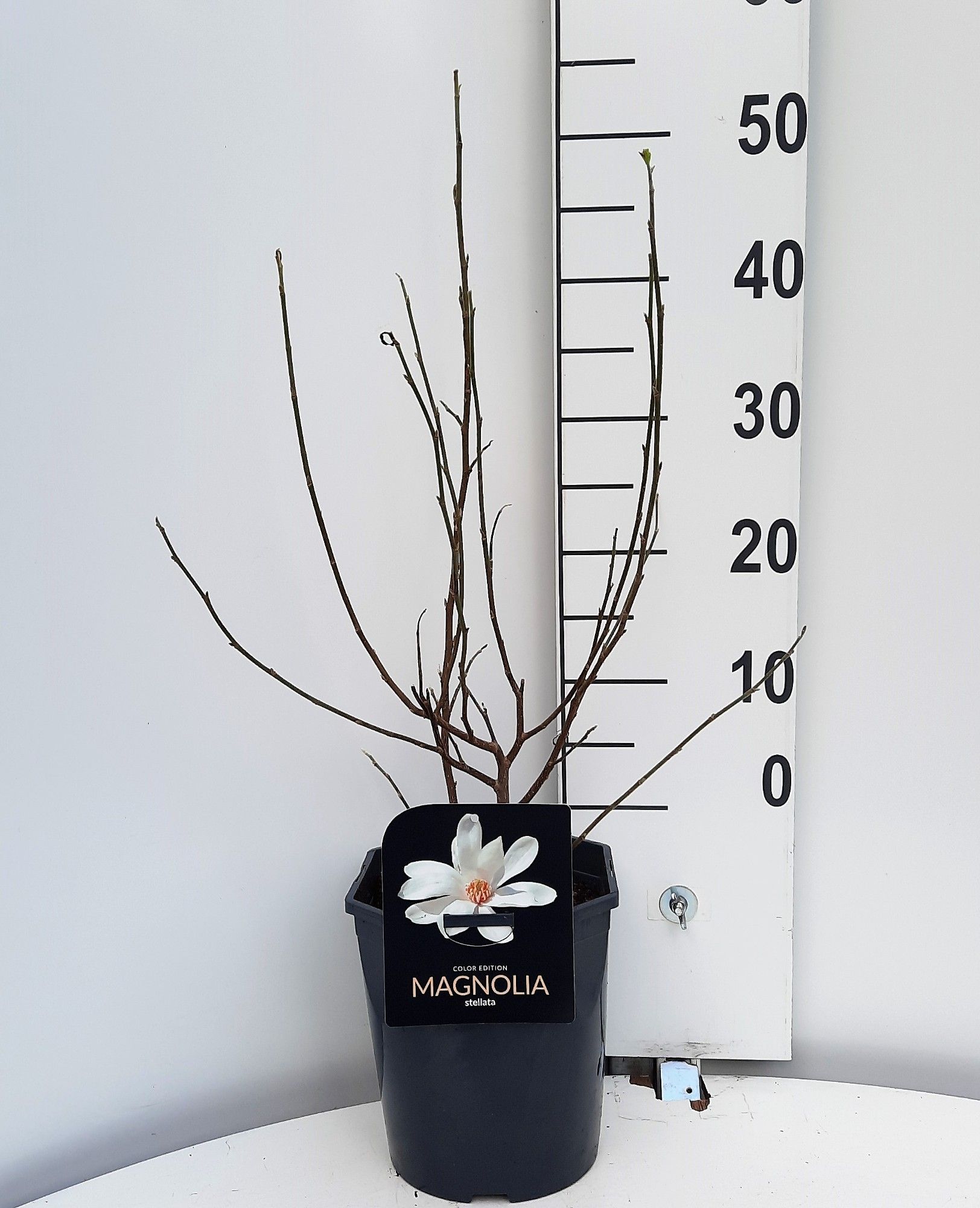 Magnolia stellata, D 21