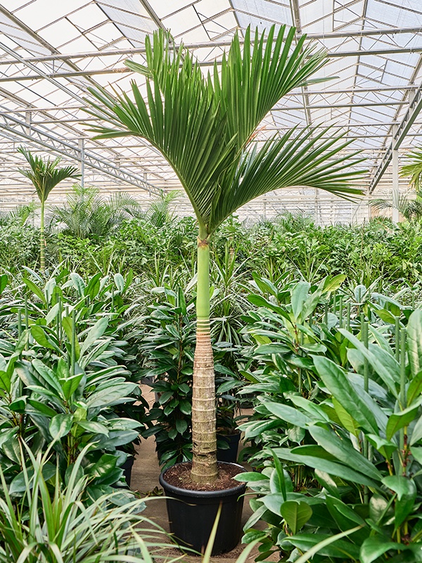 Areca catechu dwarf (320-350cm), D 55