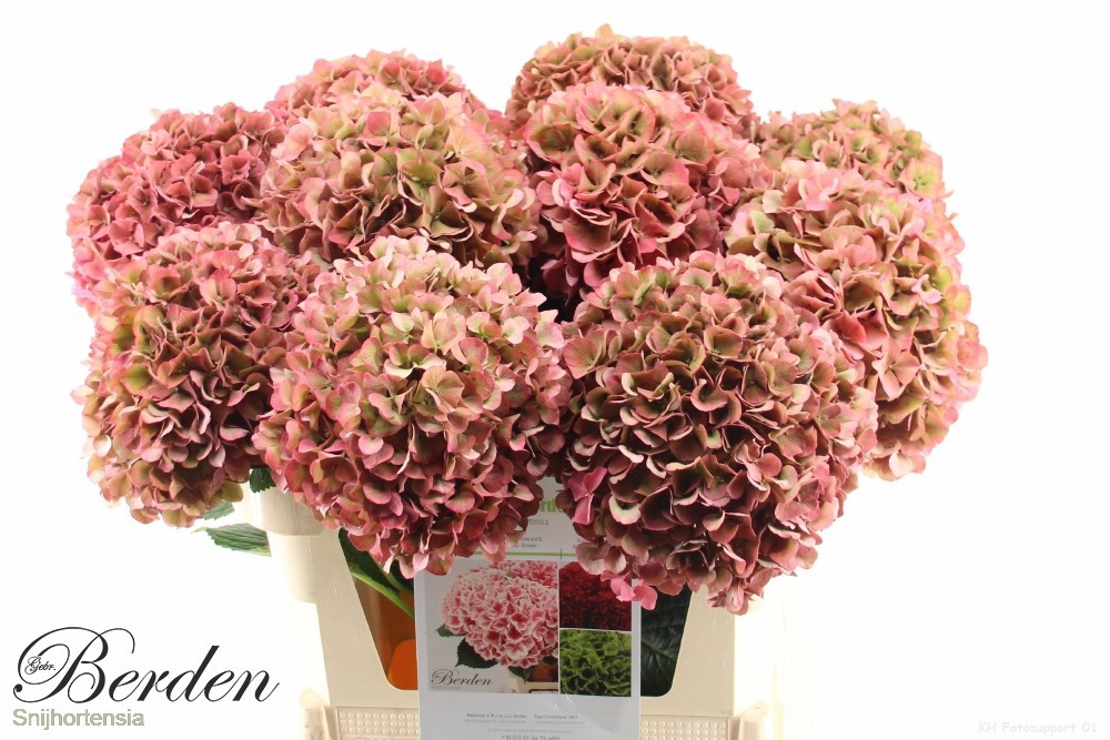 Гортензия Глоуин Альпс Классик 80, шт.