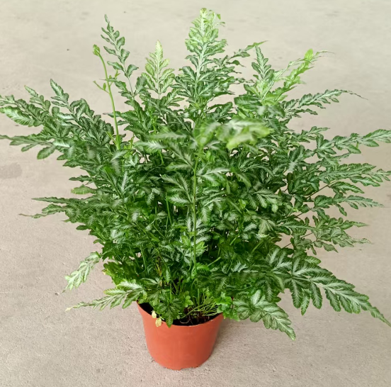 Блечнум ориентале 120 Сильвер Трид Папоротник 12 28