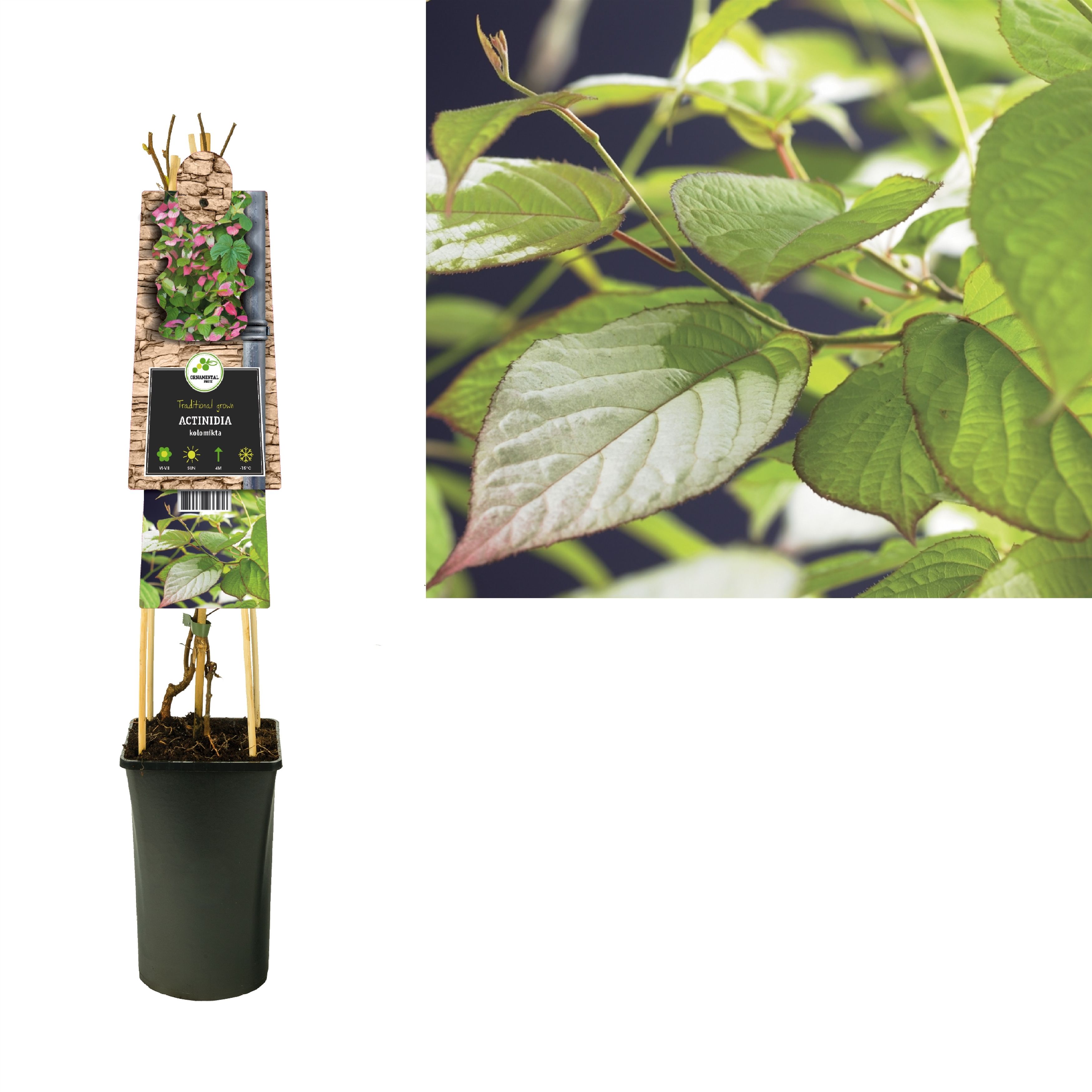 Actinidia kolomikta +3.0 label, D 17 cm Actinidia kolomikta +3.0 label, D 17 cm