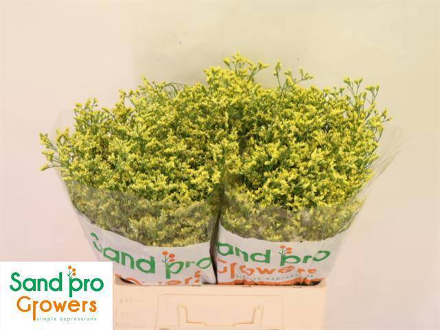 Лимониум Чайна Саммер 60, шт.