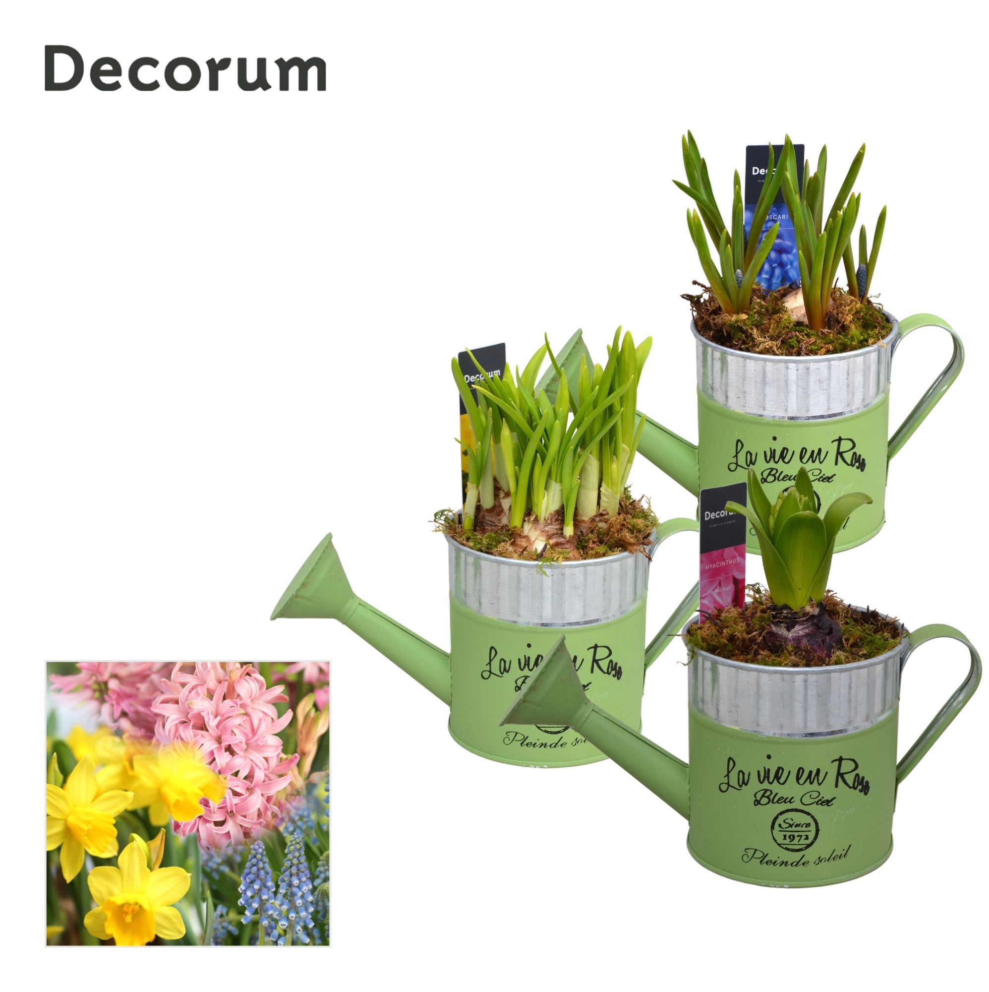 Bollenmix Gieter Puur HL10633B, D 10