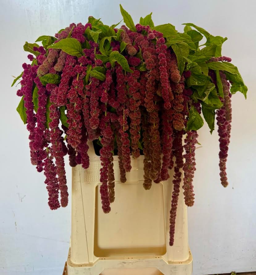 Амарантус Розари 65, шт.