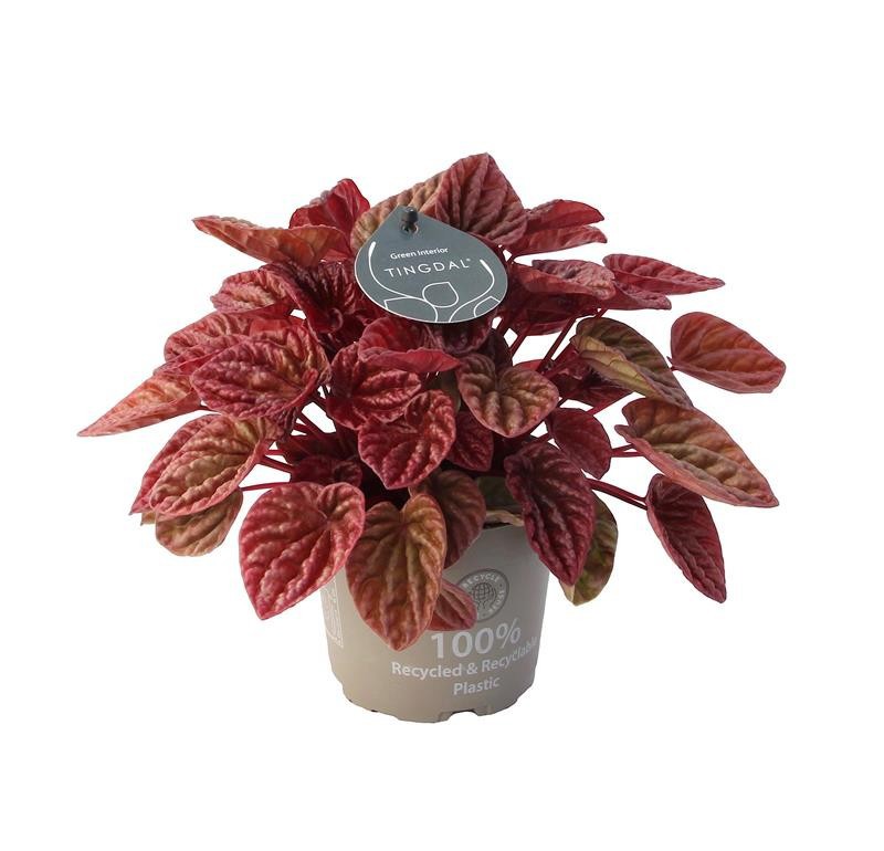 PEPEROMIA CAPERATA 'QUITO©', D 12 cm PEPEROMIA CAPERATA 'QUITO©', D 12 cm