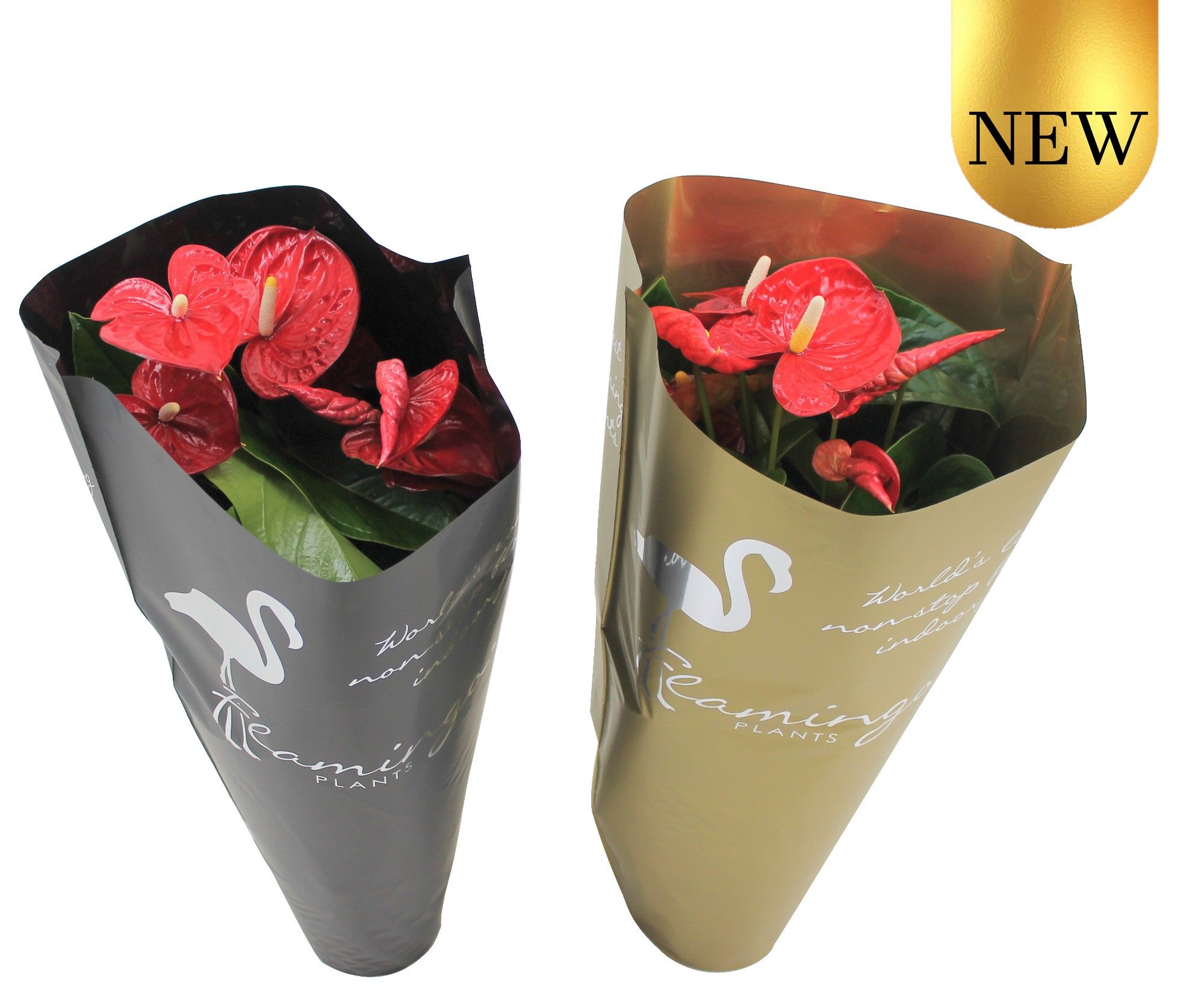 Anthurium XL.9 Jambo Red 17cm in gouden en zwarte sierhoes, D 17