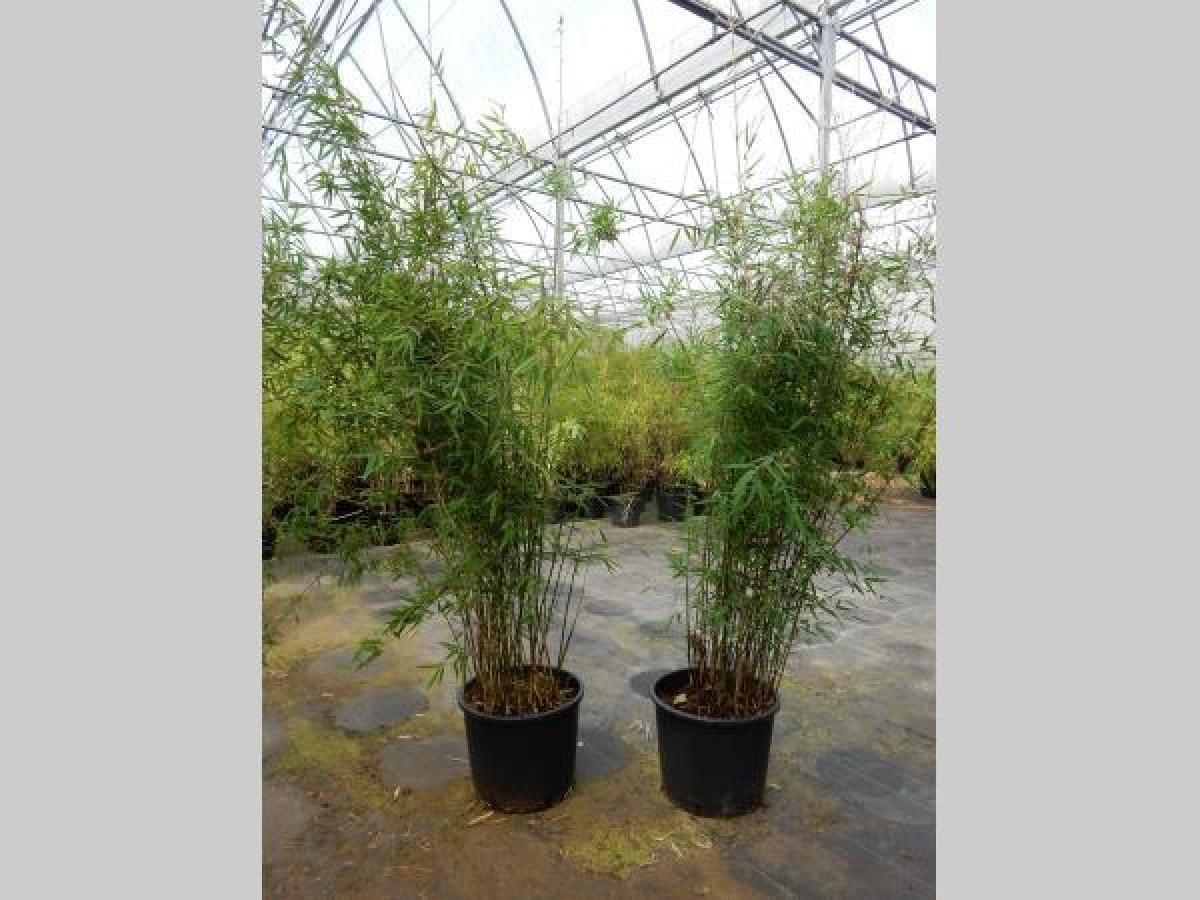 Fargesia 'Jiuzhaigou 1', D 35