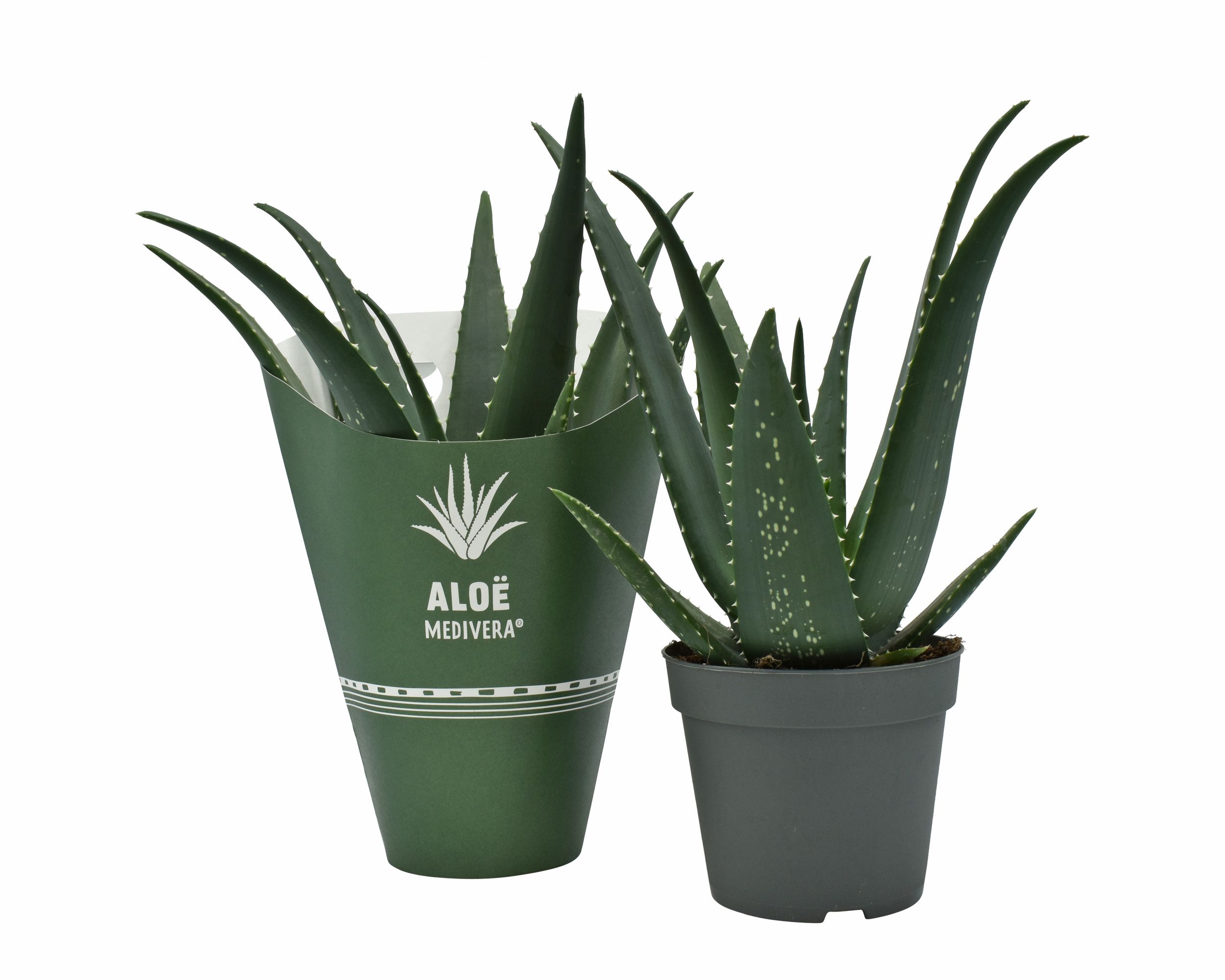 Aloe MEDIVERA® Equator, D 14