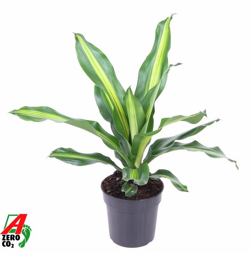 Dracaena Burley kopstek P17, D 17