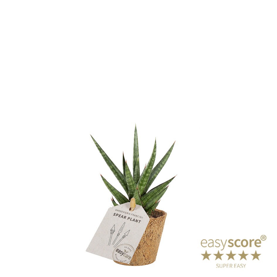 SANSEVIERIA TRIFASCIATA 'FRANCISII' 20632800, D 6 cm SANSEVIERIA TRIFASCIATA 'FRANCISII' 20632800, D 6 cm