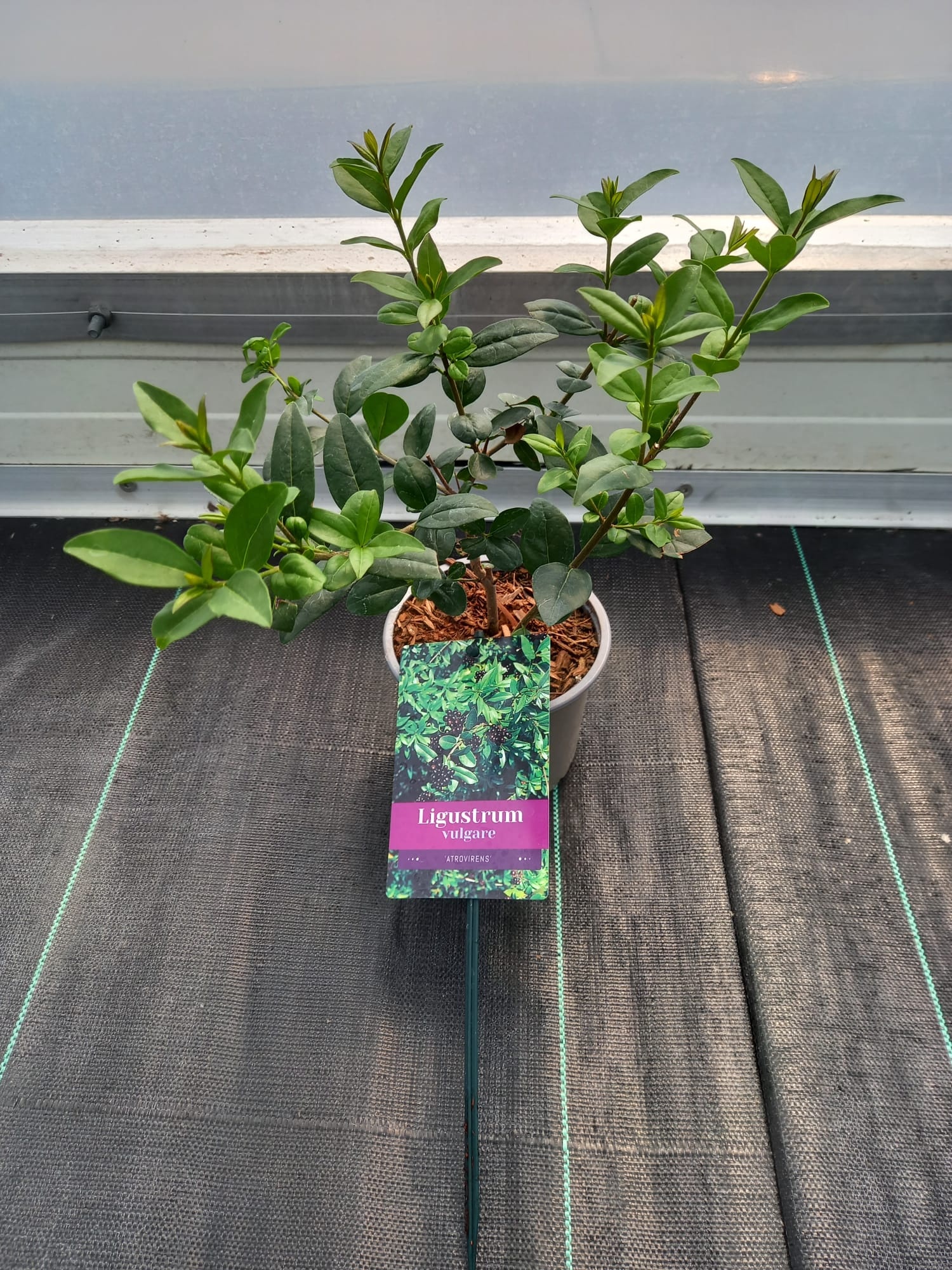 Ligustrum vulg. 'Atrovirens', D 12