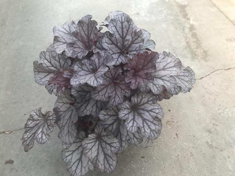 HEUCHERA-HYBRID 'SHANGHAI', D 12