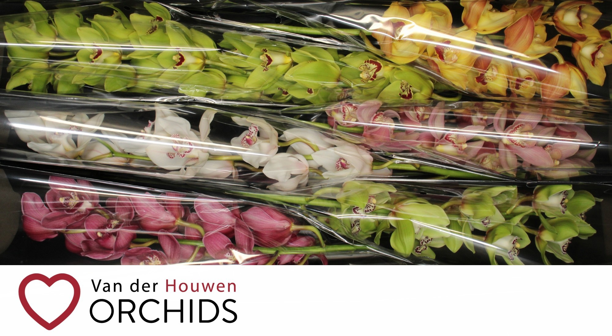 Цимбидиум Микс 80 x6, шт.