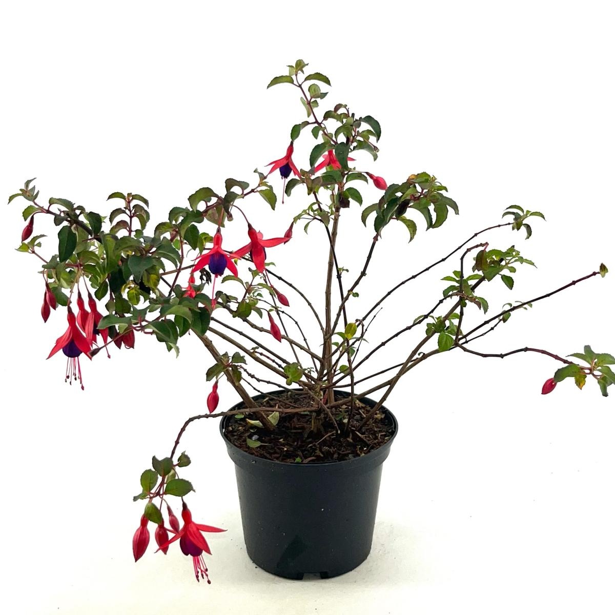 Fuchsia 'Mrs Popple', D 17 cm