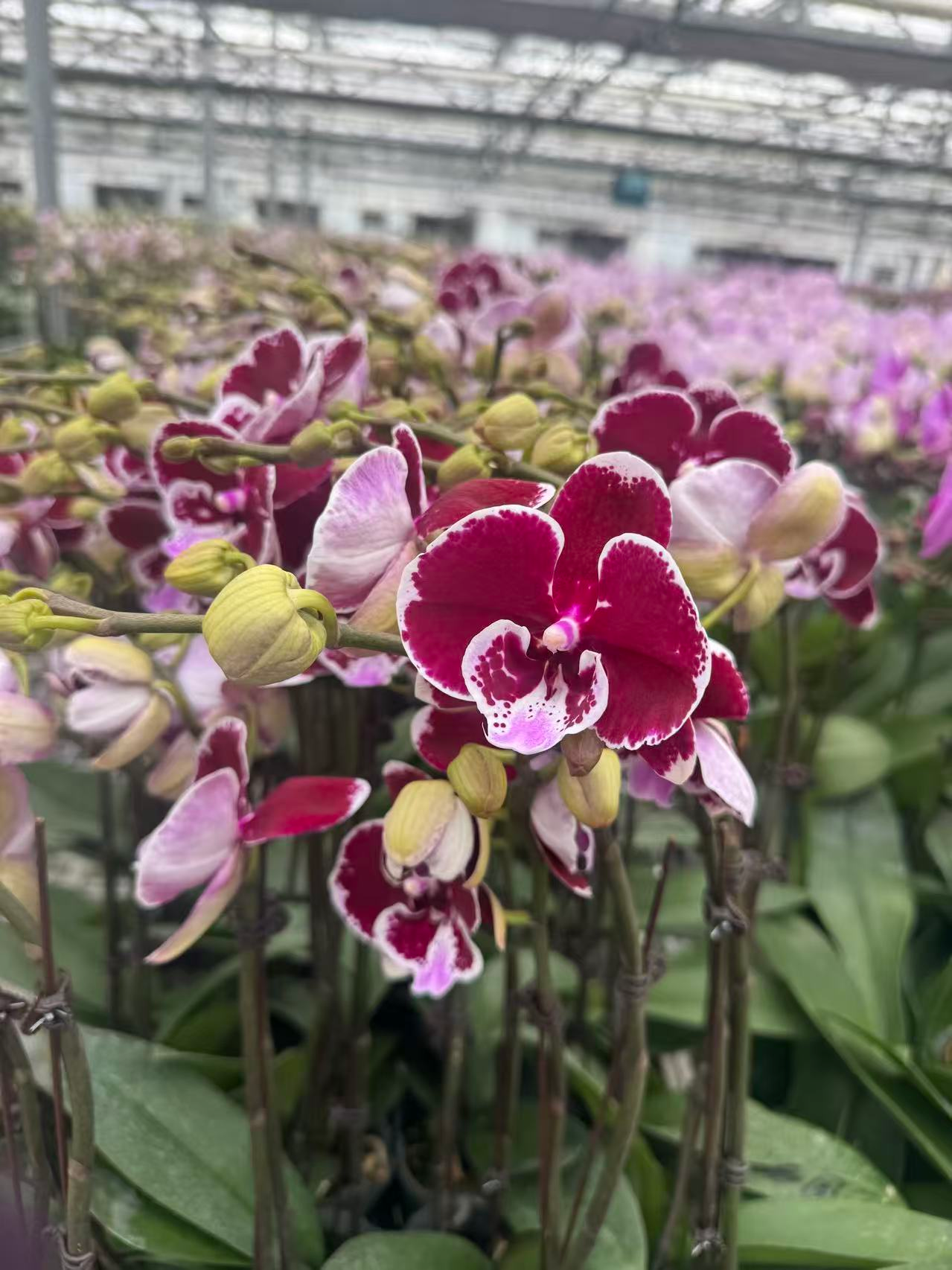 Фалаенопсис Валтз 1П 12 45-75 12 45