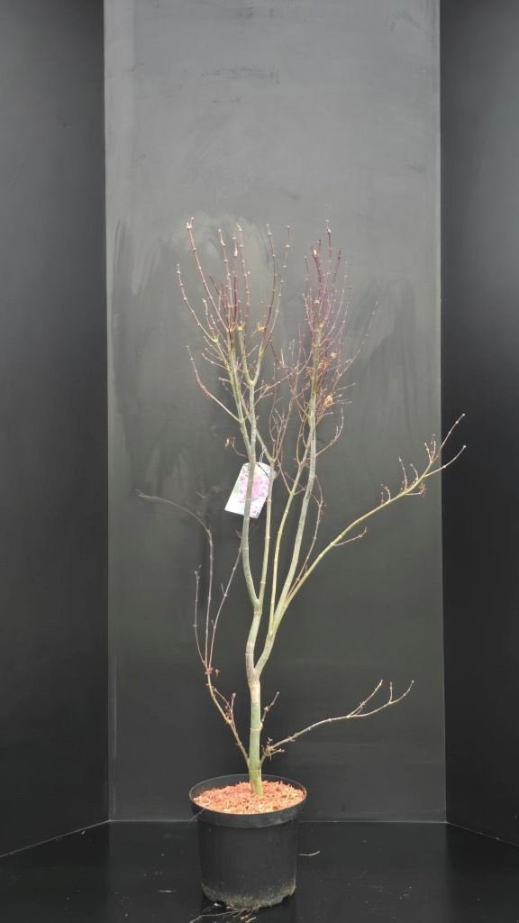 Acer palmatum Skeeters Broom, D 29