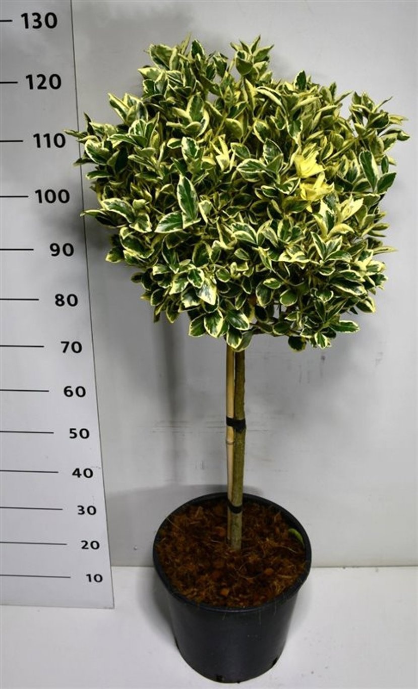 Euonymus jap. 'Bravo', D 38 cm