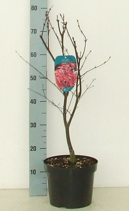 Acer palmatum 'Red Emperor' P23 Full CC, D 23 cm
