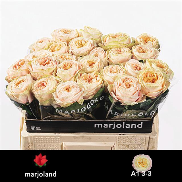 Роза од. Присцилла! 50, шт.