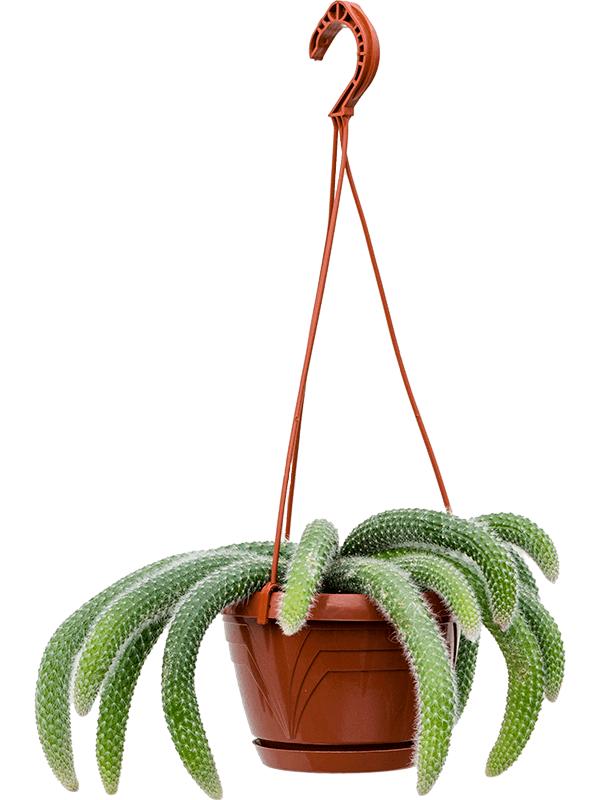 Hildewintera colademononis, D 17