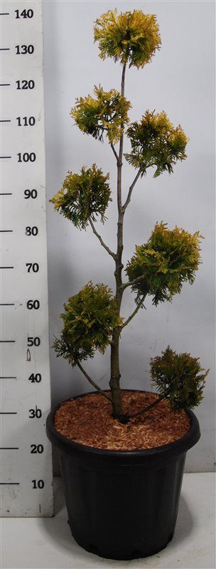 Thuja occ. 'Yellow Ribbon', D 38