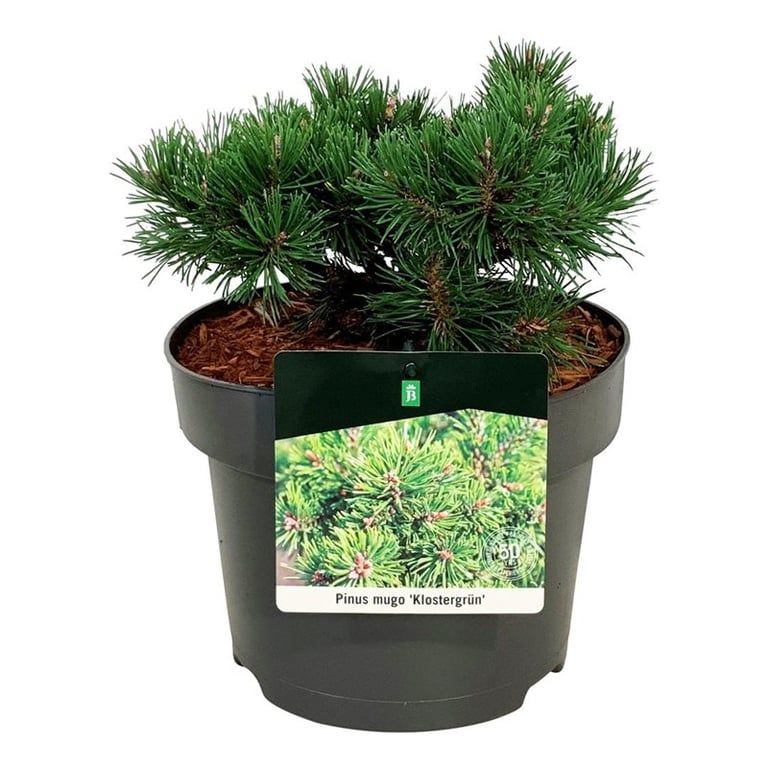 Pinus mugo 'Klostergrün', D 21