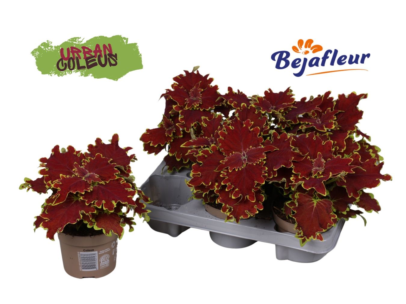 Coleus Urban Crown Jewel 12cm, D 12
